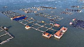 Large Yellow Croaker Breeding Base