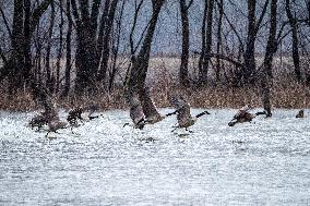 Canada Geese And Pollution From The Miami Fort Power Plant