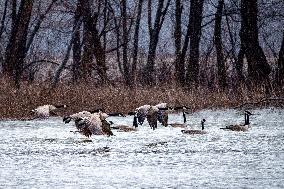 Canada Geese And Pollution From The Miami Fort Power Plant