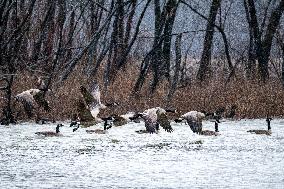 Canada Geese And Pollution From The Miami Fort Power Plant