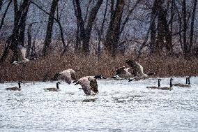 Canada Geese And Pollution From The Miami Fort Power Plant