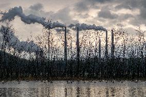 Canada Geese And Pollution From The Miami Fort Power Plant