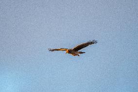 Northern Harrier At The Fernald Nature Preserve