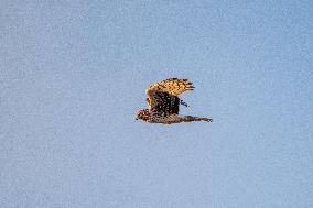 Northern Harrier At The Fernald Nature Preserve