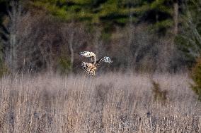 Northern Harrier At The Fernald Nature Preserve