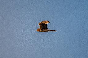 Northern Harrier At The Fernald Nature Preserve