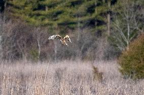 Northern Harrier At The Fernald Nature Preserve