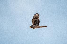 Northern Harrier At The Fernald Nature Preserve