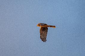 Northern Harrier At The Fernald Nature Preserve