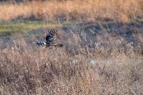 Northern Harrier At The Fernald Nature Preserve