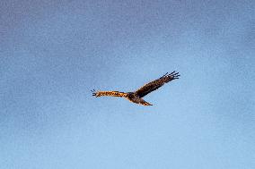 Northern Harrier At The Fernald Nature Preserve