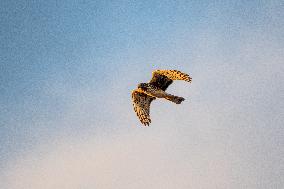 Northern Harrier At The Fernald Nature Preserve