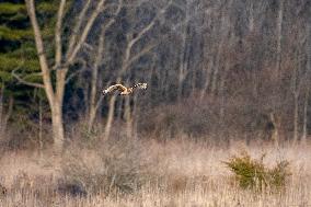 Northern Harrier At The Fernald Nature Preserve