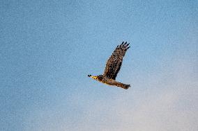 Northern Harrier At The Fernald Nature Preserve