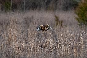 Northern Harrier At The Fernald Nature Preserve