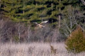 Northern Harrier At The Fernald Nature Preserve