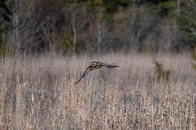 Northern Harrier At The Fernald Nature Preserve