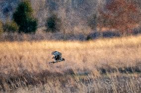 Northern Harrier At The Fernald Nature Preserve