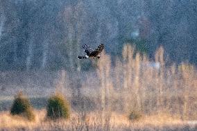 Northern Harrier At The Fernald Nature Preserve