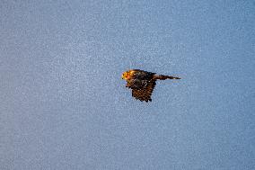 Northern Harrier At The Fernald Nature Preserve