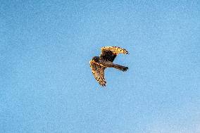 Northern Harrier At The Fernald Nature Preserve