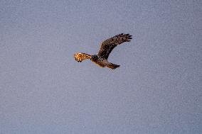 Northern Harrier At The Fernald Nature Preserve