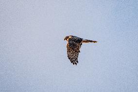 Northern Harrier At The Fernald Nature Preserve