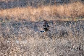 Northern Harrier At The Fernald Nature Preserve