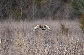 Northern Harrier At The Fernald Nature Preserve