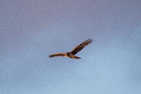 Northern Harrier At The Fernald Nature Preserve