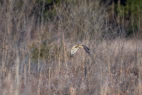 Northern Harrier At The Fernald Nature Preserve