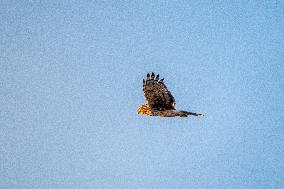 Northern Harrier At The Fernald Nature Preserve