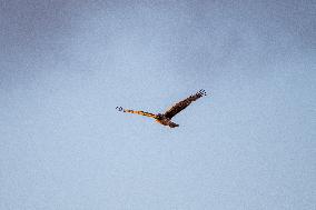 Northern Harrier At The Fernald Nature Preserve