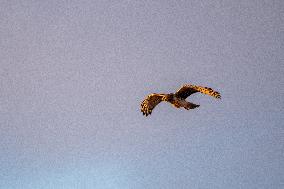 Northern Harrier At The Fernald Nature Preserve