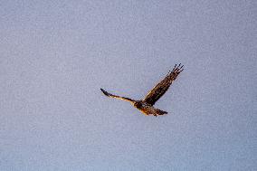 Northern Harrier At The Fernald Nature Preserve