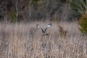 Northern Harrier At The Fernald Nature Preserve