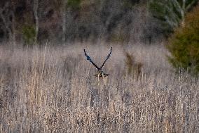 Northern Harrier At The Fernald Nature Preserve