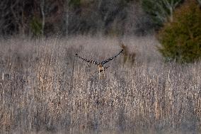 Northern Harrier At The Fernald Nature Preserve