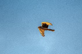 Northern Harrier At The Fernald Nature Preserve