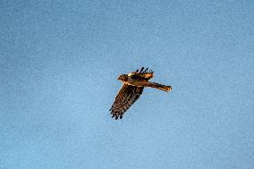 Northern Harrier At The Fernald Nature Preserve