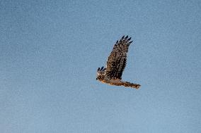 Northern Harrier At The Fernald Nature Preserve