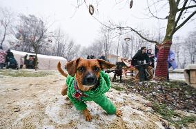 Bazaar of Good in Lviv support³ stray animals