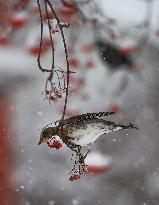 Snowfall In Linkoping