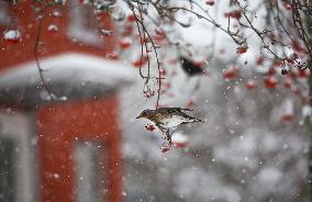 Snowfall In Linkoping