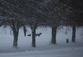 Snowfall In Linkoping