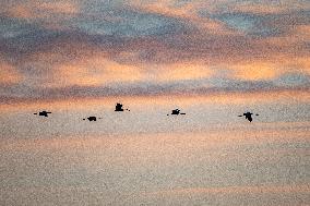 Sandhill Cranes In Flight At The Fernald Nature Preserve