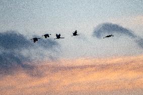 Sandhill Cranes In Flight At The Fernald Nature Preserve