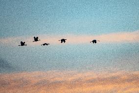 Sandhill Cranes In Flight At The Fernald Nature Preserve