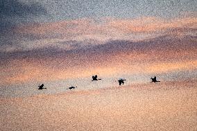 Sandhill Cranes In Flight At The Fernald Nature Preserve