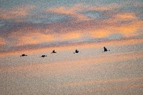 Sandhill Cranes In Flight At The Fernald Nature Preserve